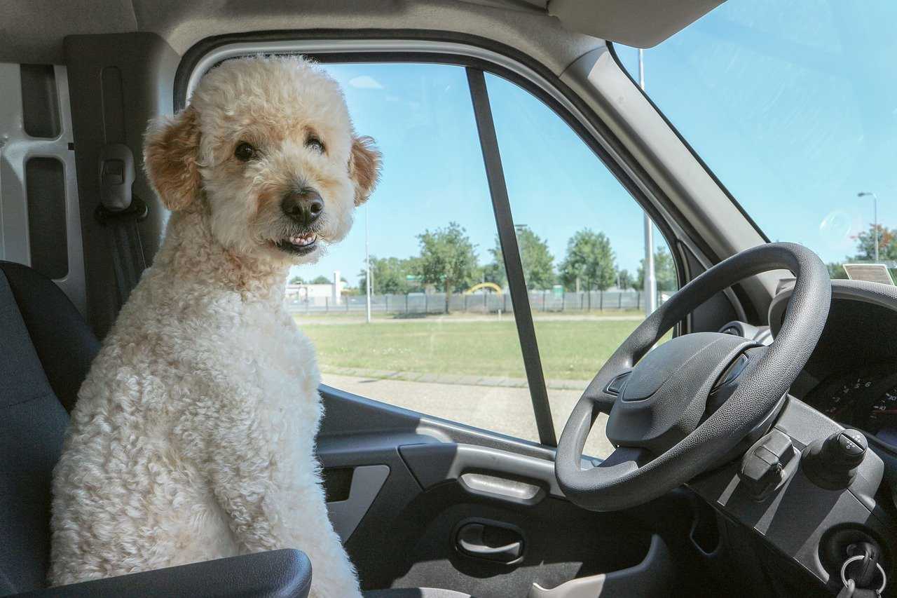 Codice Stradale e trasporto cani