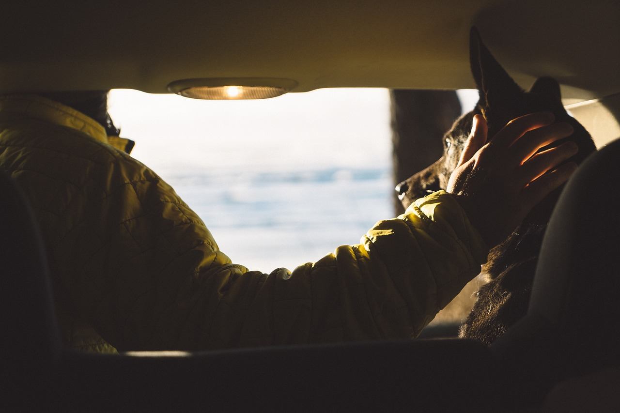 Il cane amerà viaggiare in auto