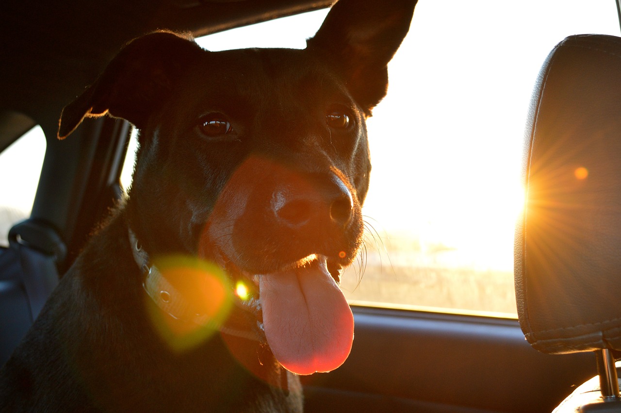 Il cane amerà viaggiare in auto