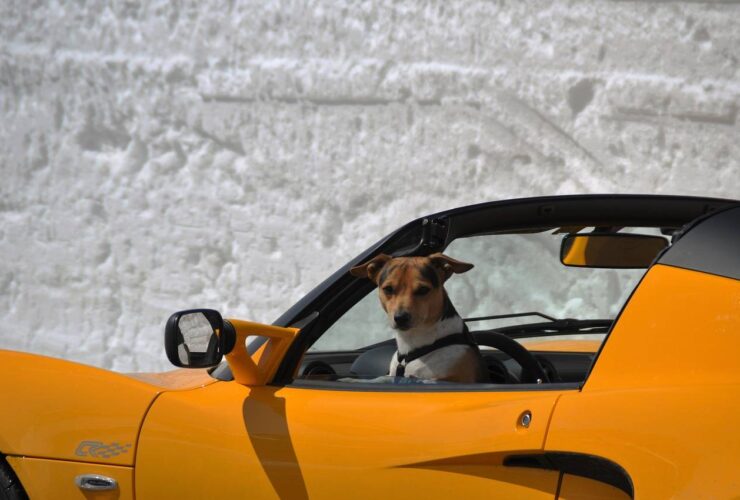 viaggiare in auto con i cani