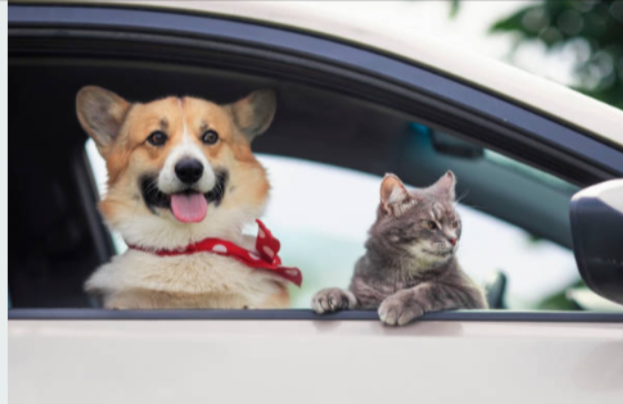 Animali in viaggio