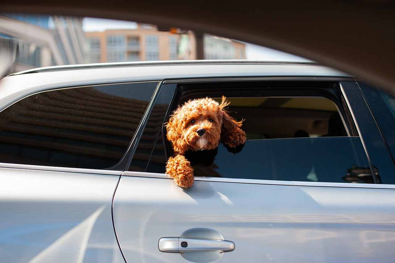 accessori auto