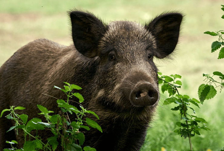 incidente auto con cinghiale